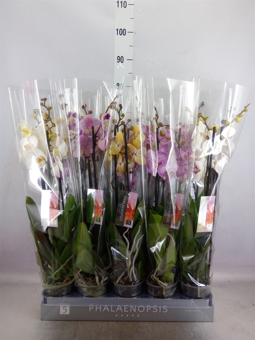 <h4>.Phalaenopsis mixed 8 colours</h4>