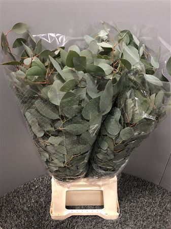 <h4>Euca Parvifolia 350gr</h4>