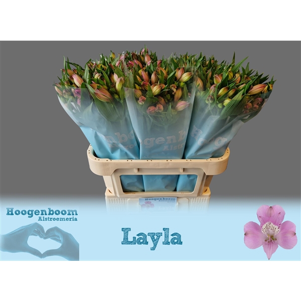 <h4>Alstroemeria Layla 65 gram</h4>