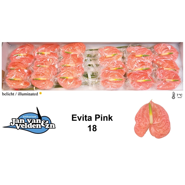 <h4>Evita Pink 18</h4>