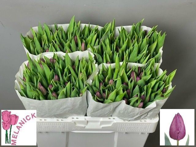 <h4>Tulipa enke. (Single Early Grp) Pur</h4>