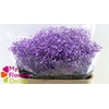 Gyps Pa Excellence Tinted Purple 80cm EC