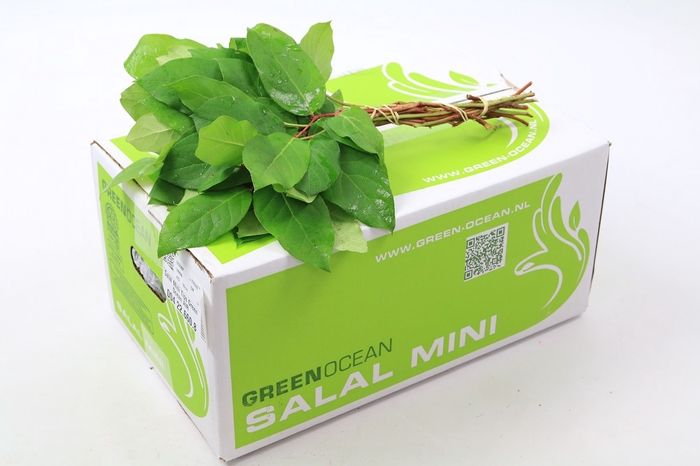 Salal Mini Tips Green Ocean