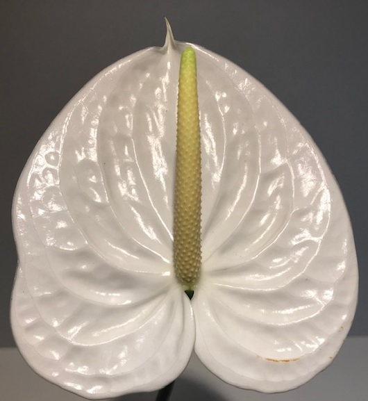 Anthurium Moments White Small