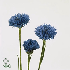 <h4>Centaurea cyanus blue</h4>