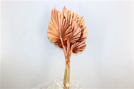 <h4>Dried Palm Spear 10pc Copper Bunch</h4>