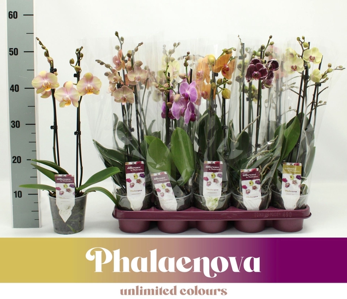 <h4>Phalaenopsis gemengd</h4>