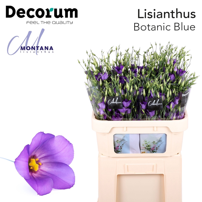 <h4>Lisianthus Botanic blue 75cm</h4>