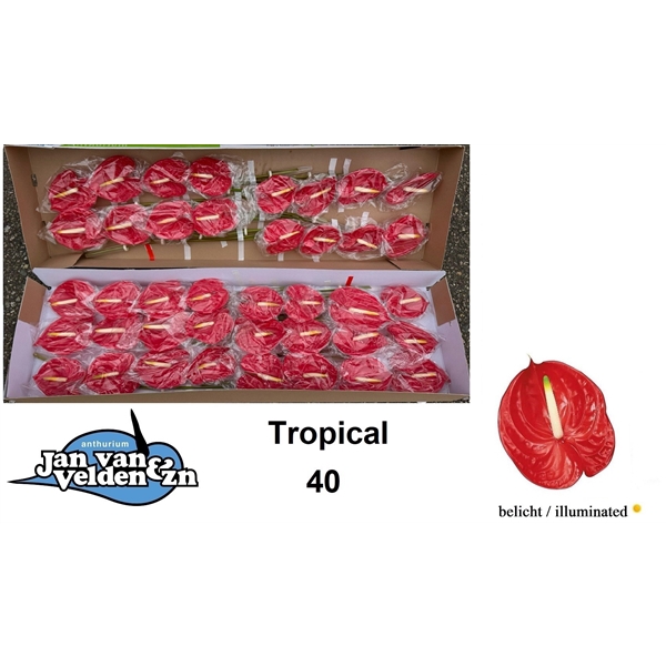 Tropical 40