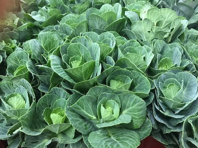 Brassica green (Kale)
