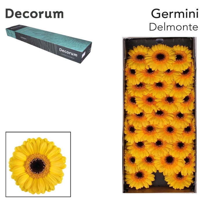 <h4>Germini Delmonte</h4>