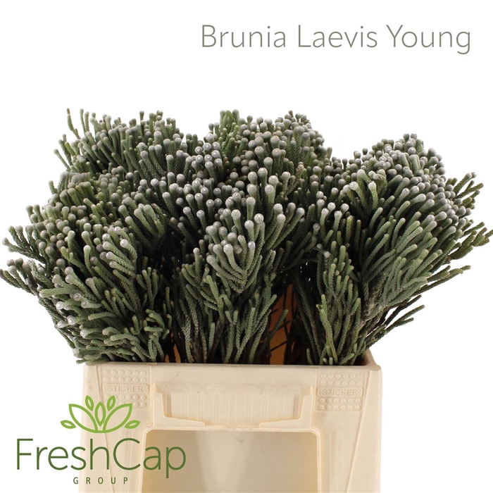 <h4>Brunia Leavis (silver Brunia) Young</h4>