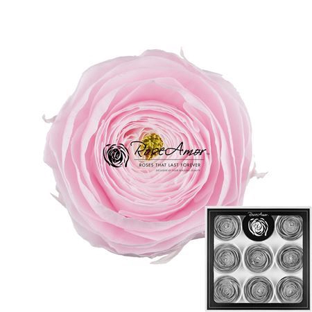Rose Twilight (Ecuador) 50cm  Wholesale Dutch Flowers & Florist Supplies UK