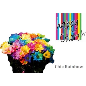 Chr T Chic Rainbow
