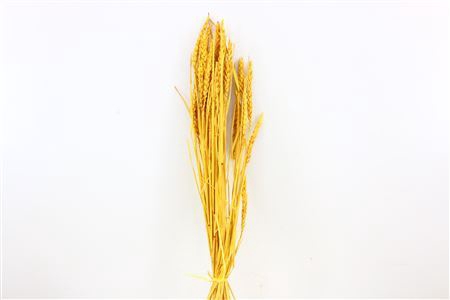 <h4>Dried Triticum Bleached Yellow Bunch</h4>
