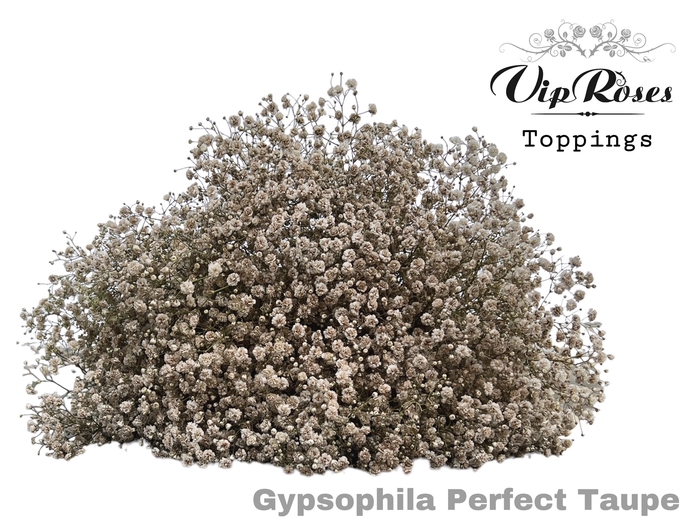 <h4>GYPS PA PERFECT TAUPE</h4>