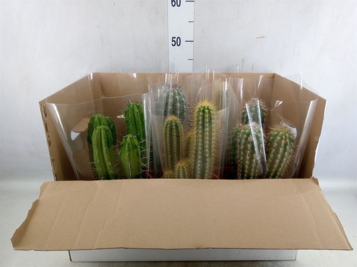 <h4>Cactus   ...mix</h4>