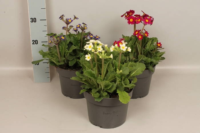 <h4>Vaste planten 19 cm Primula Oakleaf Divers</h4>