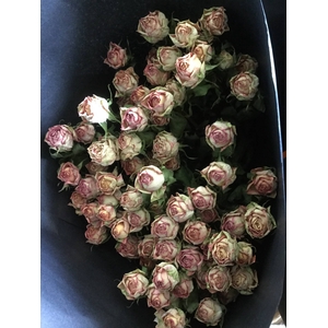 DRIED FLOWERS - ROOS TROS AZORE 10PCS