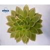 Echeveria Agavoides Cutflower Wincx-5cm