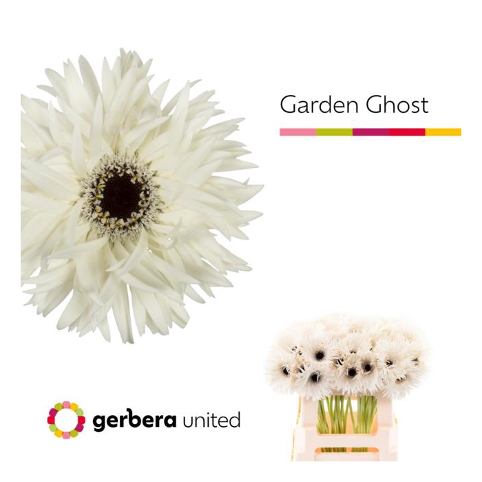 <h4>Ge Gs Garden Ghost</h4>