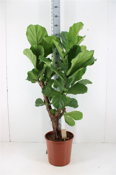 <h4>Ficus Lyrata P30</h4>