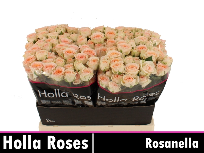 <h4>Rs tr Rosanella</h4>