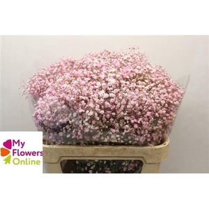 Gyps Pa Excellence Tinted Light Pink 80cm EC