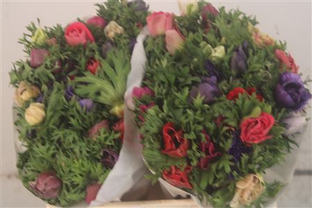 <h4>Anemone Mistral Mixed In Bunch</h4>