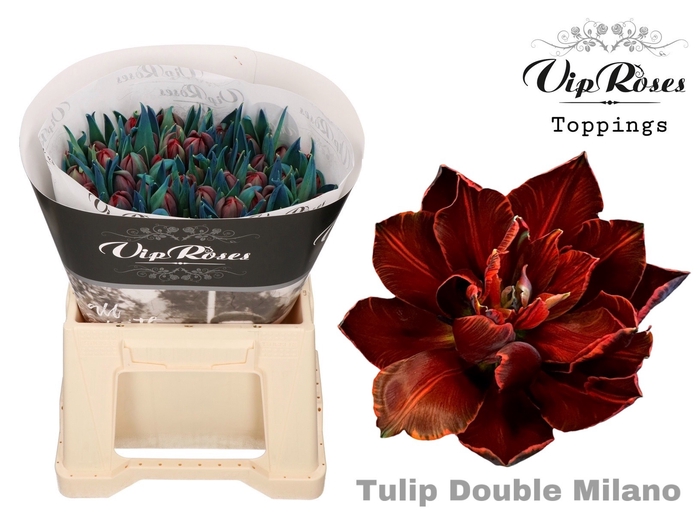 <h4>Tulipa si paint milano</h4>