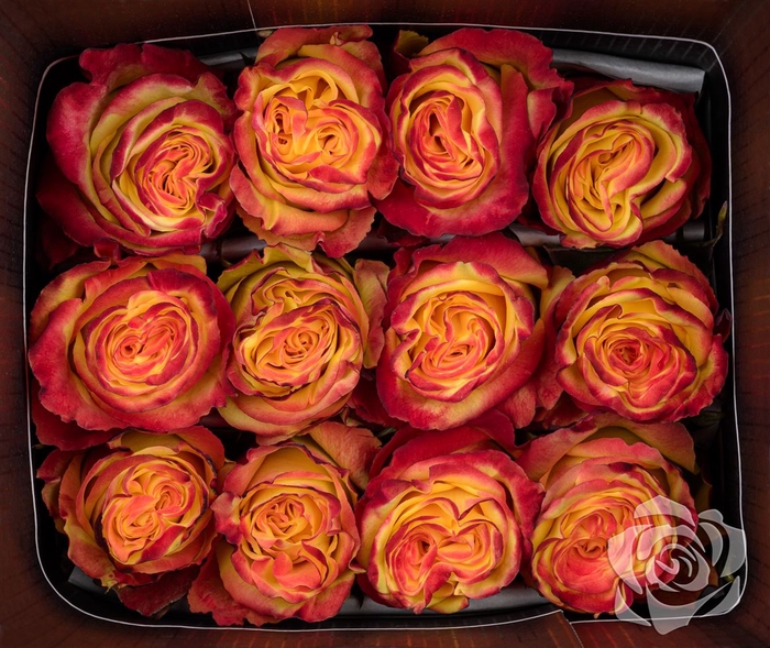<h4>Rosa Gr High And Yellow Flame</h4>