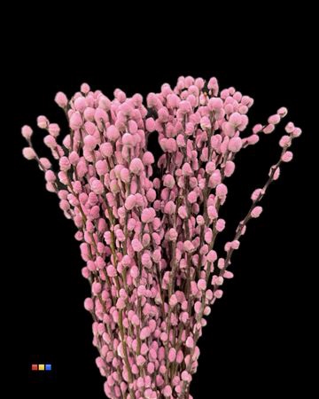 <h4>Salix Pussy Willow Pink</h4>
