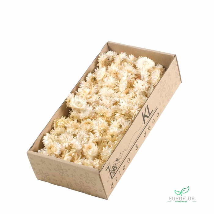 <h4>DRIED FLOWERS - HELICHRYSUM HEADS 100GR NATURAL WHITE</h4>