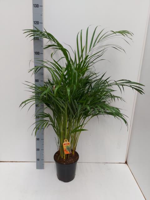 DYPSIS LUTESCENS
