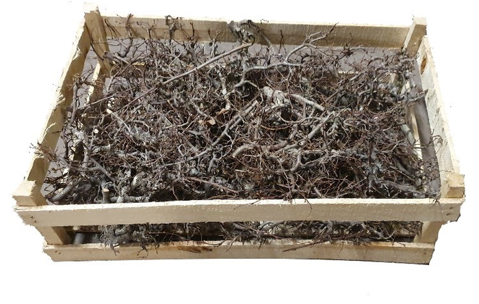 Bonsai branches in box Naturel