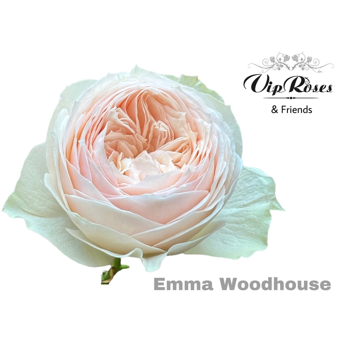 <h4>R Gr Emma Woodhouse</h4>