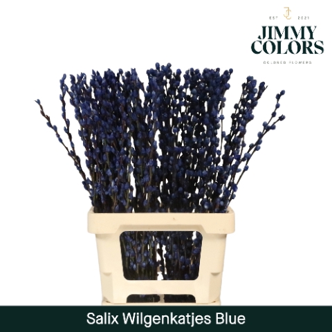 <h4>Salix paint pussy willow blue</h4>