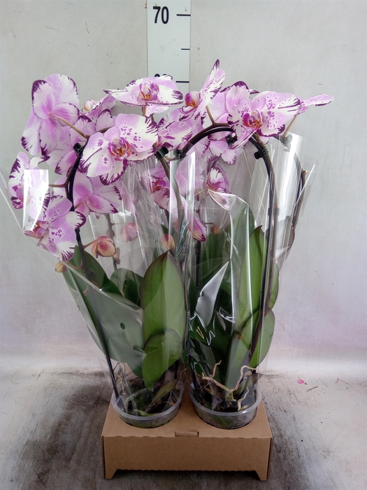 <h4>Phalaenopsis  'Elegant Cascade'</h4>