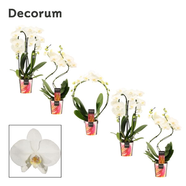 Phalaenopsis vormen mix 2 tak wit (Decorum)