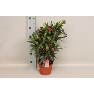 Nerium oleander Struik