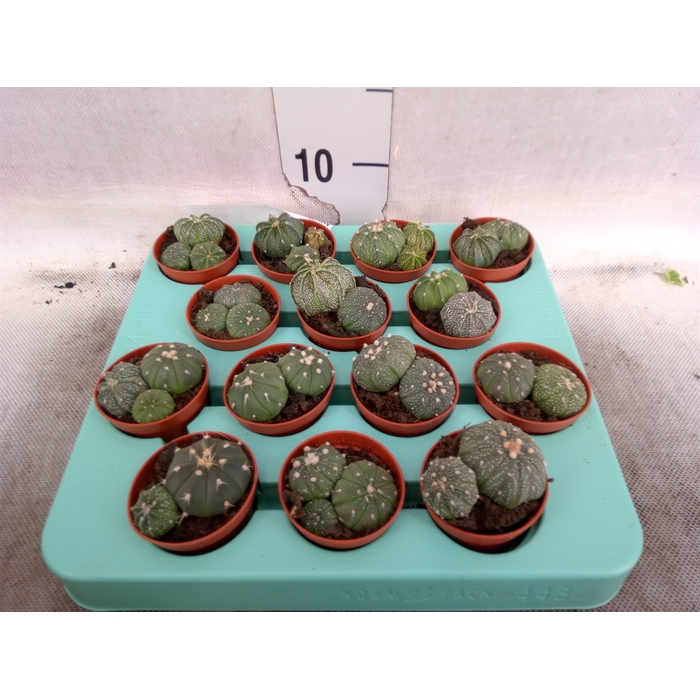 <h4>Astrophytum ornatum</h4>