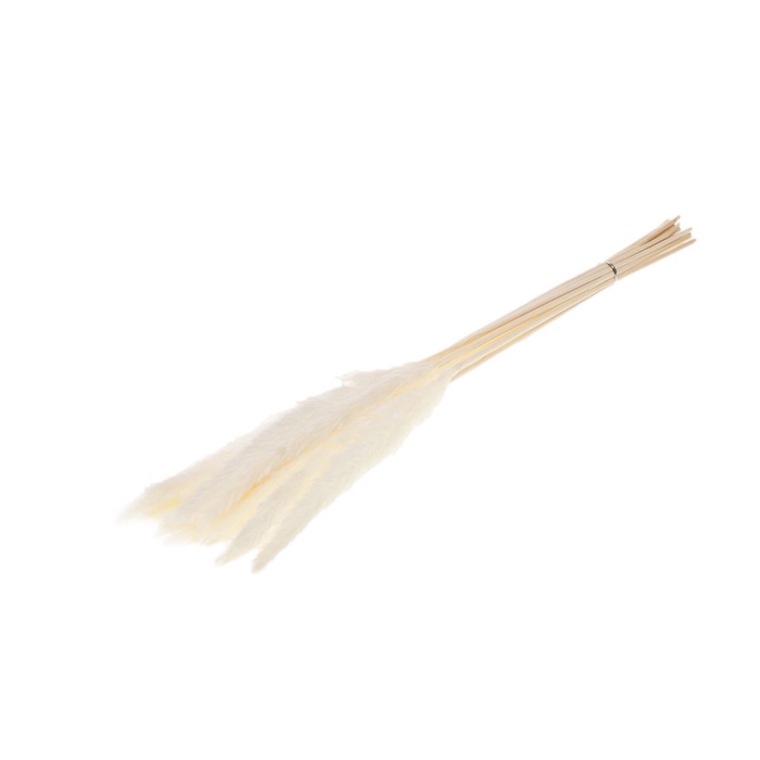 <h4>Reed bunch 20pc 70cm SB bleached white</h4>