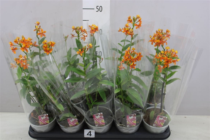 <h4>Epidendrum Oranje 2 Tak</h4>