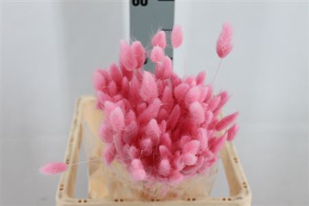 <h4>Dried Lagurus Bleached Pink/rosa Bs</h4>