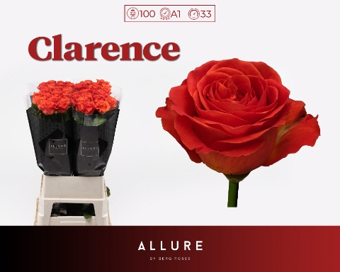 <h4>R GR CLARENCE+ ALLURE</h4>