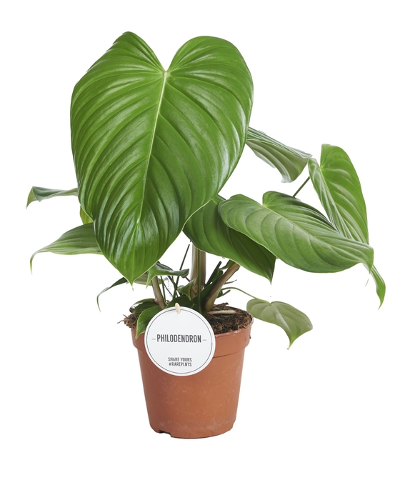 <h4>Philodendron overig</h4>