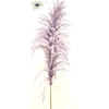 Pampas grass ± 175cm p/pc in poly milka