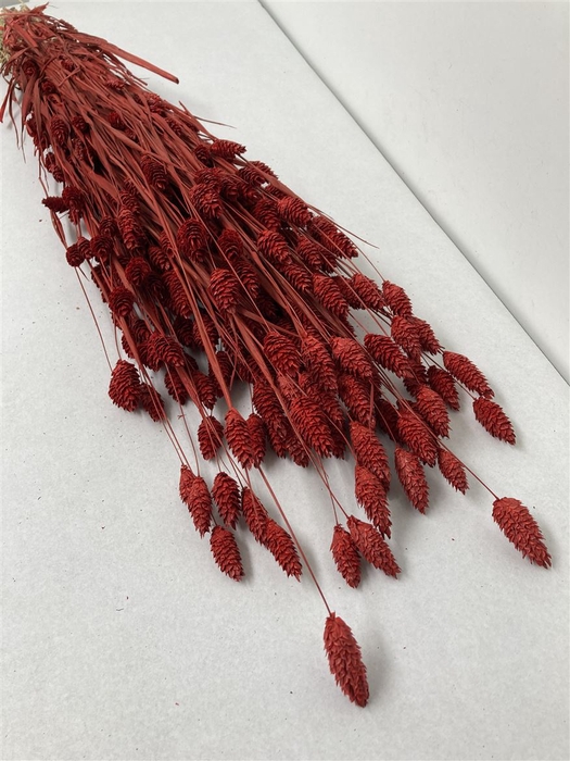 Dried Phalaris Red
