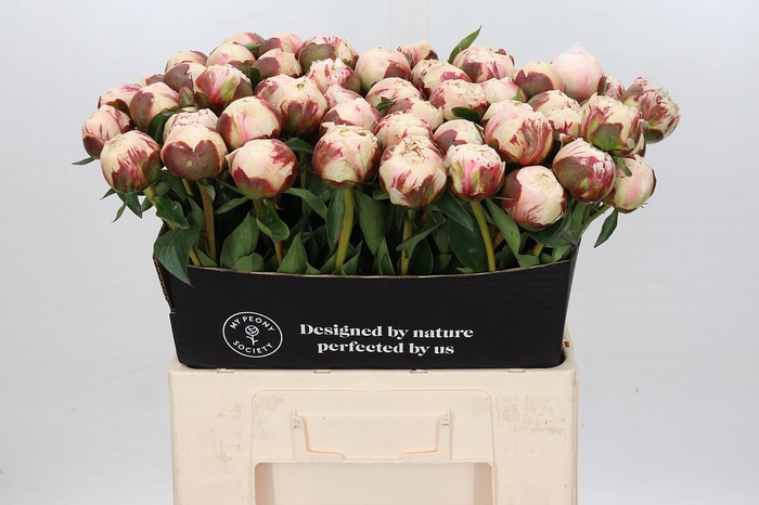 <h4>Paeonia dr f g brethour</h4>