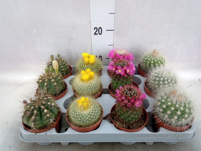 Cactus   ...flowering mix